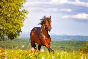 transitioning your horses diet from winter to spring