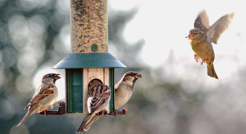 three wild birds eating from a wild bird feeder | represents Wild Bird Feed at Solon Feed Mill