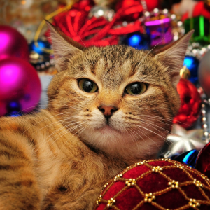 Cat with Christmas Ornament