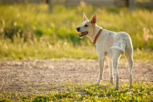 Dogs can have sensitive skin 