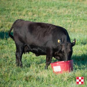 Protein and Fat Critical to Cattle Nutrition. Cows feeding.