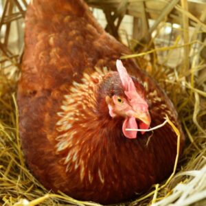 Chickens may stop laying eggs for many reasons, including amount of light, stress in the chicken coop, poor nutrition, molt and age.