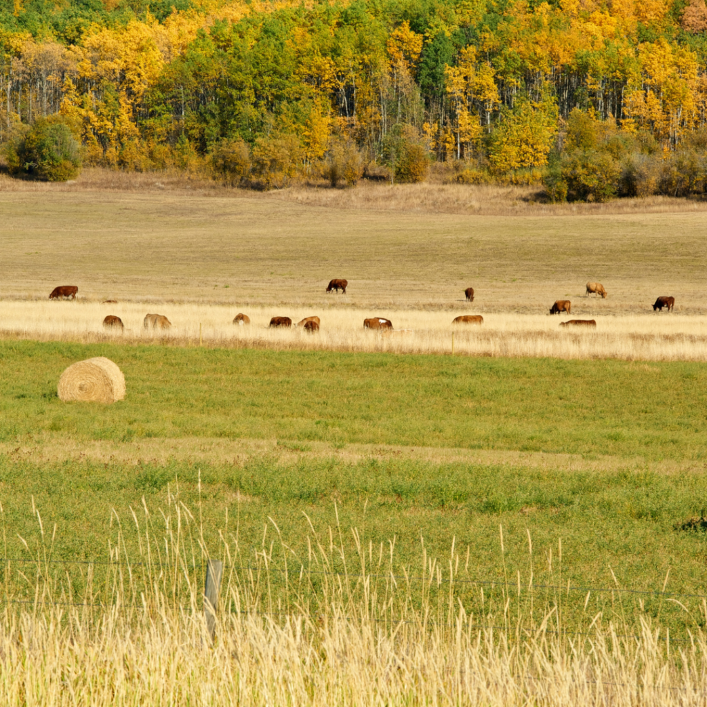 Winter Grazing