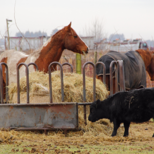 Benefits of Hay Feeders