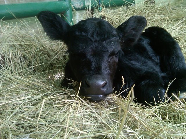 Preparing for breeding season