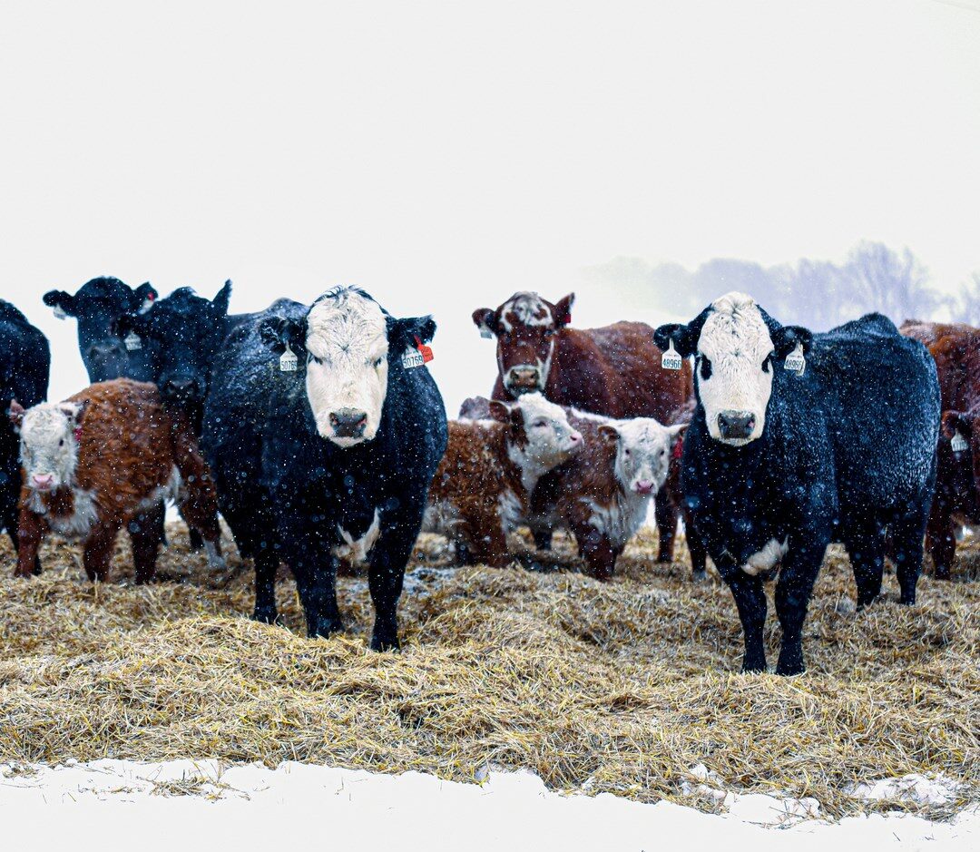 Winterize your livestock facilities