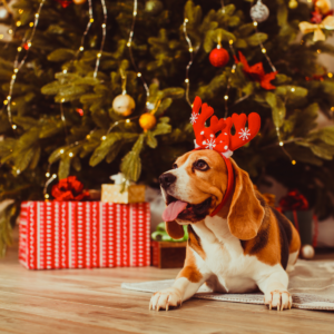 Beagle lying down by a Christmas tree