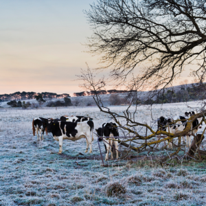 Cattle eating in the frozen weather