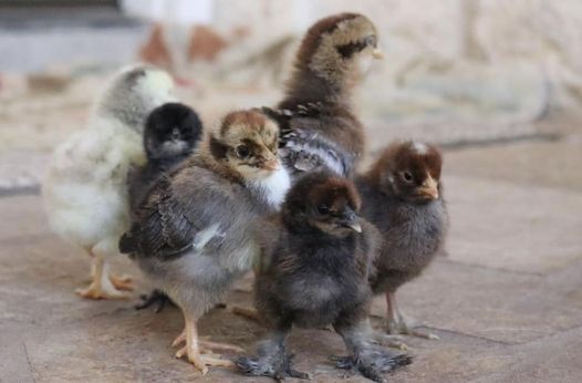 Chick Days at Solon Feed Mill