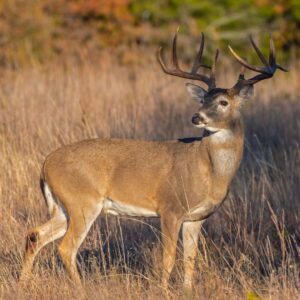 Feeding Deer in Spring and Summer and Fall wildlife feeding - this healthy deer pictured must eat good every season!