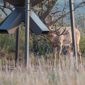 Training Deer to Eat From a Feeder - Winter Wildlife Feeding: Supporting Local Ecosystems with Quality Feed
