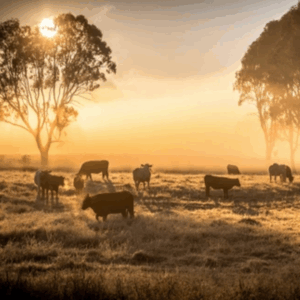 Late-Summer Livestock Preparing for the Transition to Fall in a sepia toned pasture