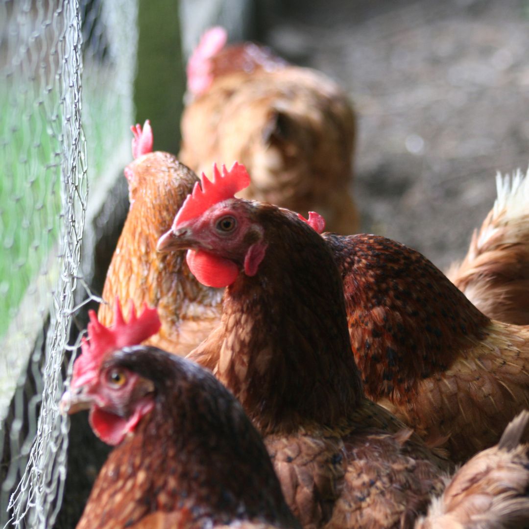 How to Care for Your Poultry in Spring? The chickens looking out of their coop here look happy.