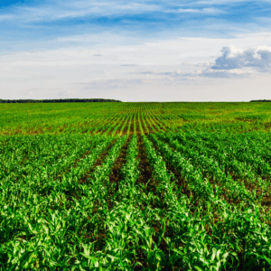 lush cover crops with great soil health pictured