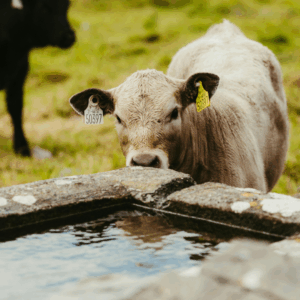 How to Care for Livestock During Summer? This cow pictured at a water trough has access to water, that's an essential!