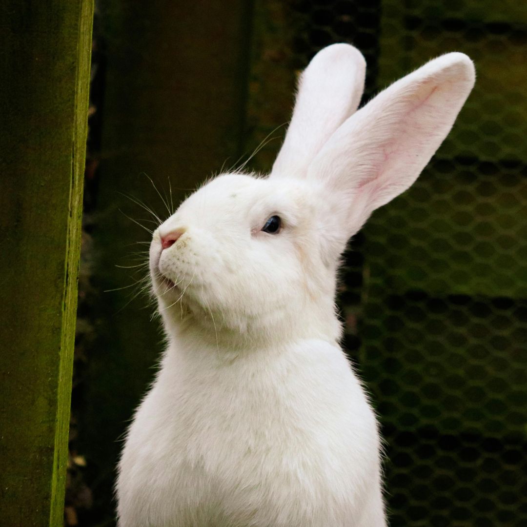 How to Keep Rabbits Safe in Gardens? Theres a white rabbit pictured here with his nose lifted up as if he smells something yummy!