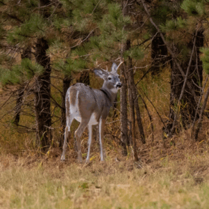 Learn How to Attract and Support Wildlife on Your Property like this deer pictured here!