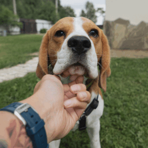 How to Keep Your Pets Healthy During the Dog Days of Summer - this dog pictured here receiving pets from his owner looks happy!