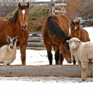 Livestock in snowy ppasture including goats sheep and horses - How to Keep Your Animals Healthy in the Cold