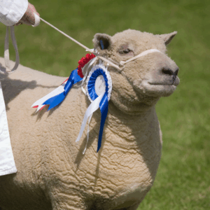 Wondering How to Choose the Right Show Feed for Your Animals? Pictured here is a show winner sheep!